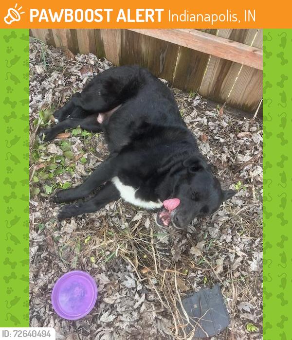Found/Stray Male Dog last seen 10th Street and N Audubon Road, Indianapolis, IN 46219