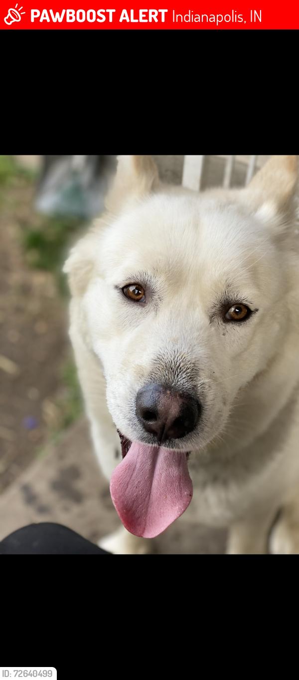 Lost Male Dog last seen Mlk and Indiana Ave , Indianapolis, IN 46202