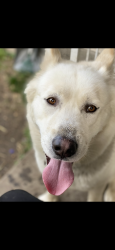 Lost Male Dog last seen Mlk and Indiana Ave , Indianapolis, IN 46202