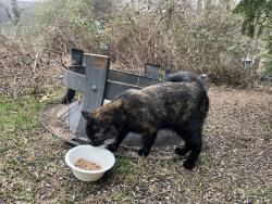 Found/Stray Female Cat last seen Pritchard Rd & Wayward Path, Asheville, NC 28715