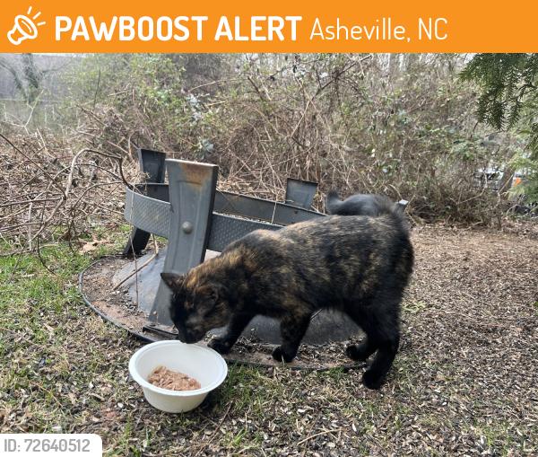 Found/Stray Female Cat last seen Pritchard Rd & Wayward Path, Asheville, NC 28715