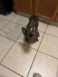 Found/Stray Female Dog last seen Waffle hse , New Orleans, LA 70127