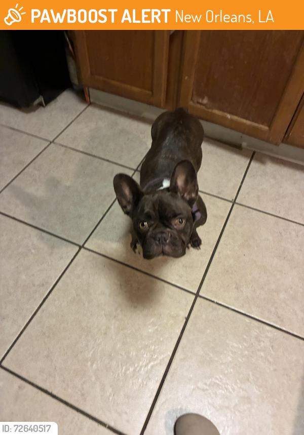 Found/Stray Female Dog last seen Waffle hse , New Orleans, LA 70127