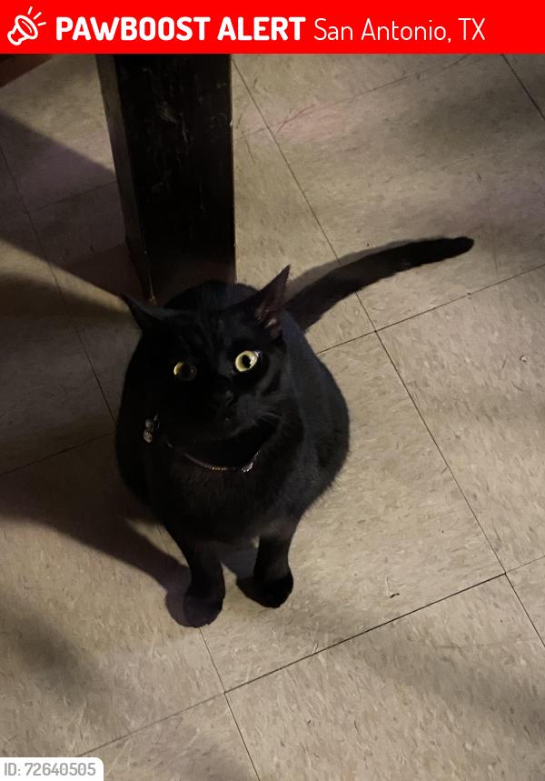 Lost Male Cat last seen Broadview, San Antonio, TX 78228