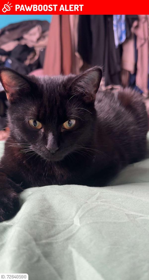 Lost Male Cat last seen Ashville surgery, Stretford, England M16 9RW