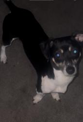Lost Male Dog last seen Near Bahia mar cr. Stone mtn, Stone Mountain, GA 30087
