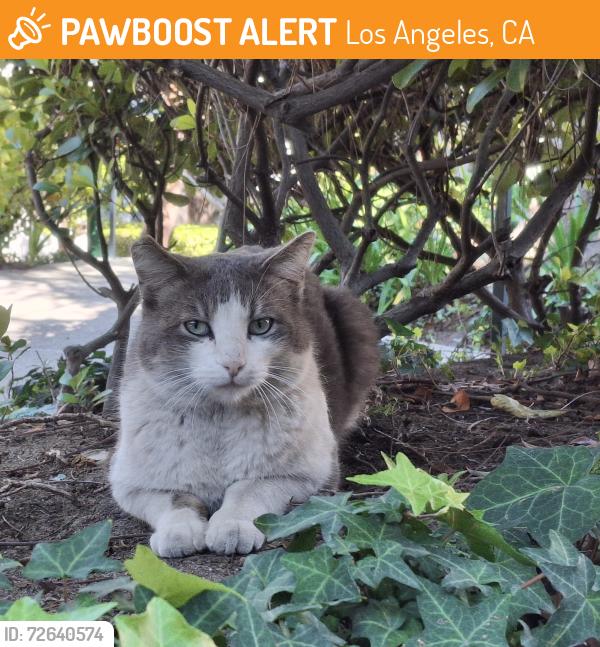 Found/Stray Unknown Cat last seen Capital x Brett Pl., Los Angeles, CA 90732