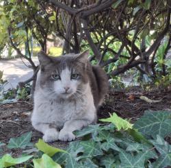 Found/Stray Unknown Cat last seen Capital x Brett Pl., Los Angeles, CA 90732