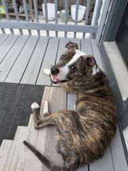 Found/Stray Male Dog last seen Glade and Haynes, Nashville, TN 37207
