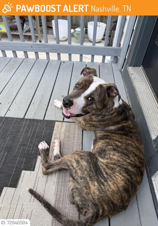 Found/Stray Male Dog last seen Glade and Haynes, Nashville, TN 37207