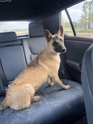 Found/Stray Unknown Dog last seen Highway 99, Porter, TX 77365