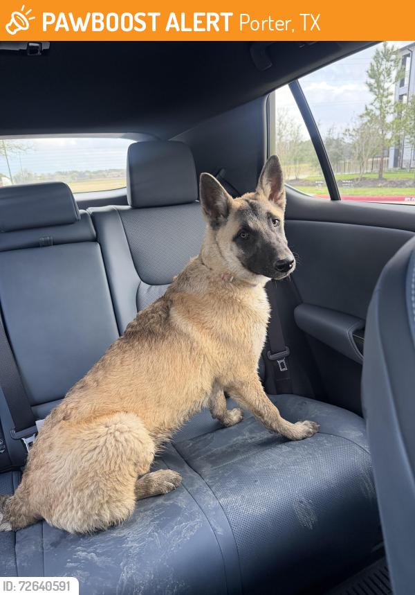 Found/Stray Unknown Dog last seen Highway 99, Porter, TX 77365