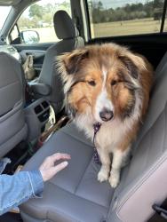 Found/Stray Unknown Dog last seen Hwy 210 & McCormick Bridge Rd, Spring Lake, NC 28311