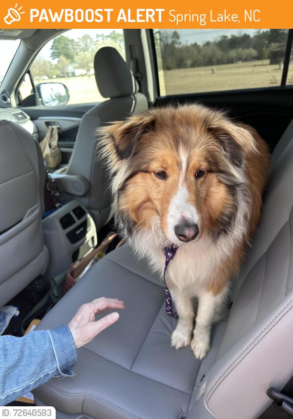 Found/Stray Unknown Dog last seen Hwy 210 & McCormick Bridge Rd, Spring Lake, NC 28311