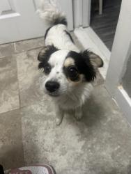 Lost Male Dog last seen Sw 50th and Klein , Oklahoma City, OK 73119