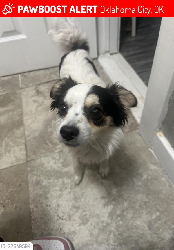 Lost Male Dog last seen Sw 50th and Klein , Oklahoma City, OK 73119
