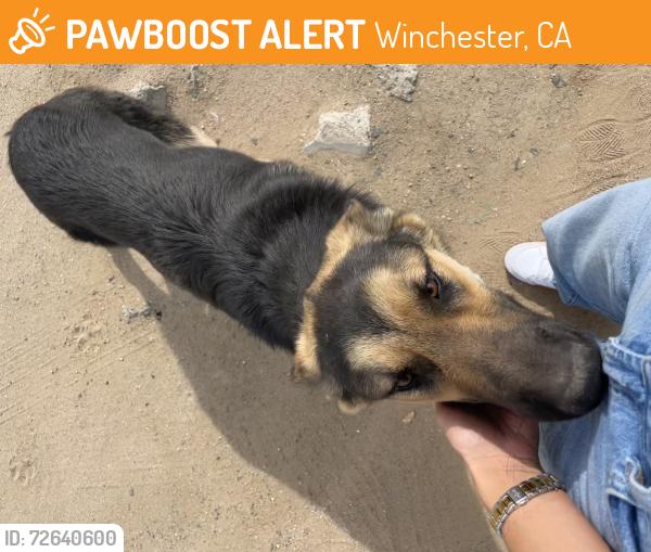 Found/Stray Male Dog last seen Winchester rd and Newport. Next to Swap meet , Winchester, CA 92596