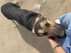 Found/Stray Male Dog last seen Winchester rd and Newport. Next to Swap meet , Winchester, CA 92596