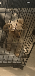Lost Female Dog last seen Valley wood and warm springs, Henderson, NV 89014