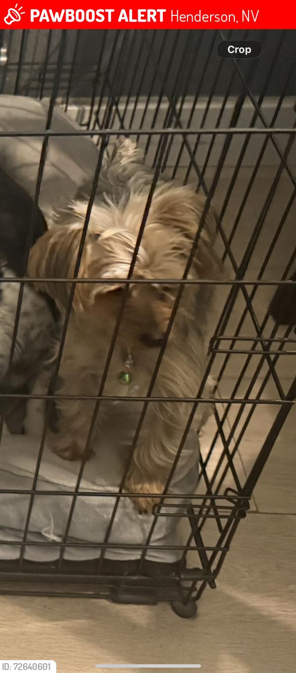 Lost Female Dog last seen Valley wood and warm springs, Henderson, NV 89014