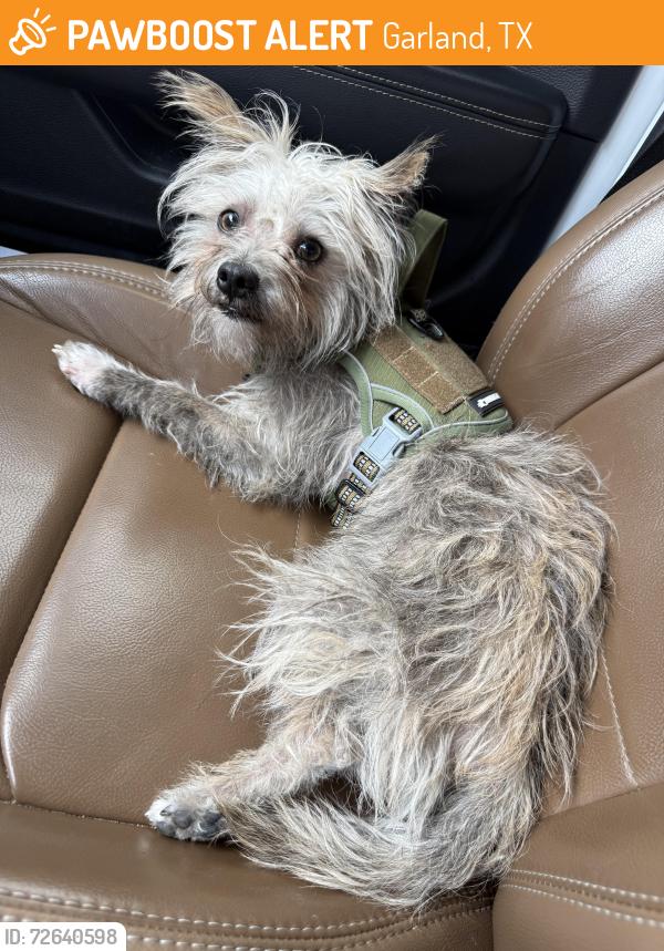 Found/Stray Male Dog last seen Kingsley and 5th Street, Garland, TX 75041