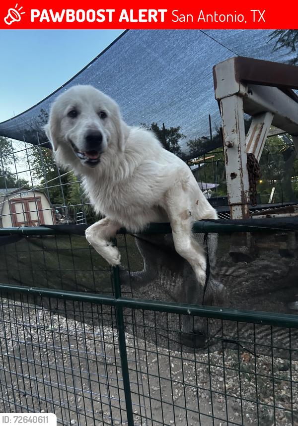 Lost Male Dog last seen morril elementary , San Antonio, TX 78214