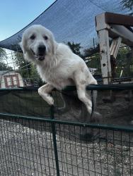Lost Male Dog last seen morril elementary , San Antonio, TX 78214