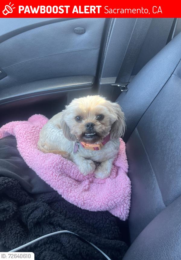 Lost Female Dog last seen Loucreta , Sacramento, CA 95828