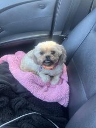 Lost Female Dog last seen Loucreta , Sacramento, CA 95828
