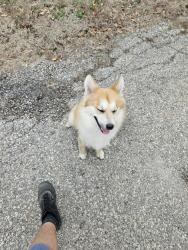 Found/Stray Unknown Dog last seen Off 46th street near seaman high school, Topeka, KS 66618