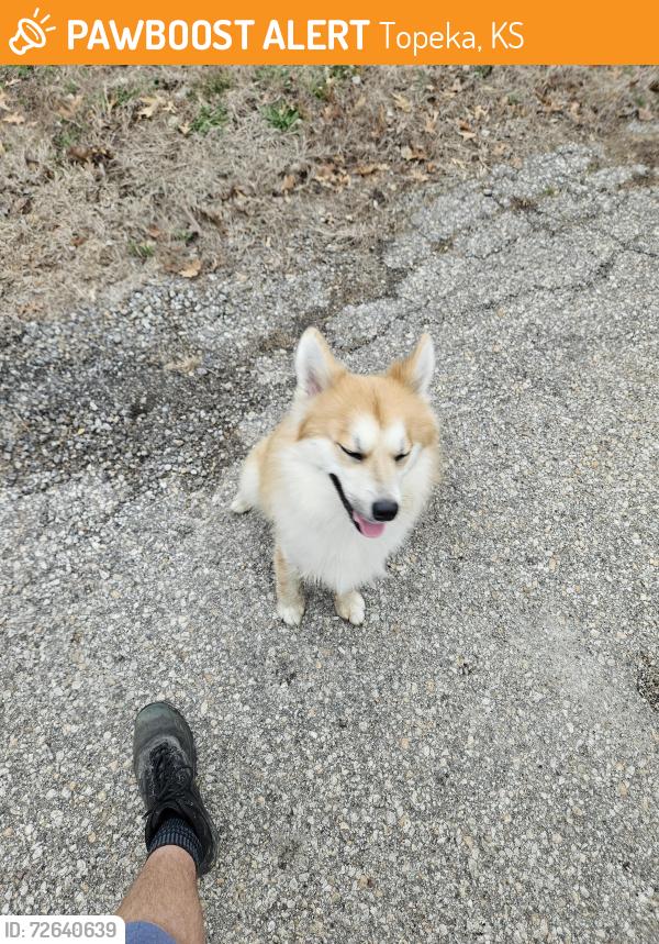 Found/Stray Unknown Dog last seen Off 46th street near seaman high school, Topeka, KS 66618
