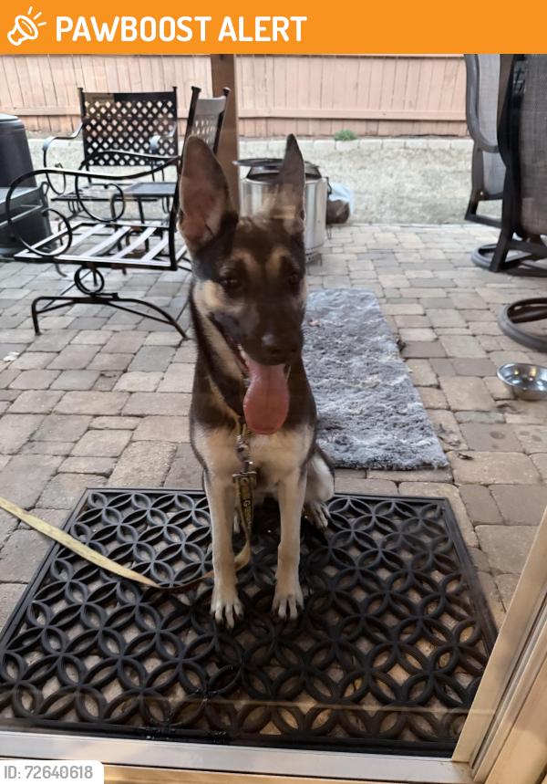 Found/Stray Unknown Dog last seen Hillandale at Haddington, Greenville County, SC 29609