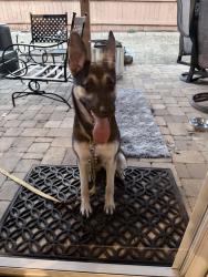 Found/Stray Unknown Dog last seen Hillandale at Haddington, Greenville County, SC 29609