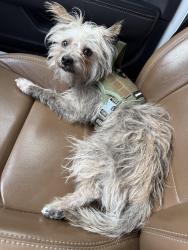 Found/Stray Male Dog last seen Kingsley and Fifth St, Garland, TX 75041