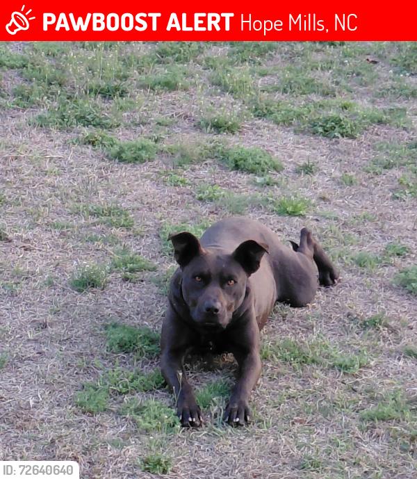 Lost Female Dog last seen Muscat Rd, Hope Mills, NC 28348