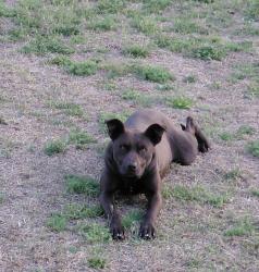Lost Female Dog last seen Muscat Rd, Hope Mills, NC 28348