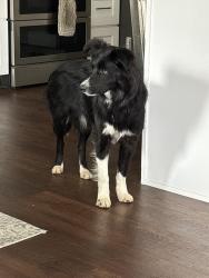 Found/Stray Female Dog last seen Hanks Rd Prosser, Benton County, WA 99350