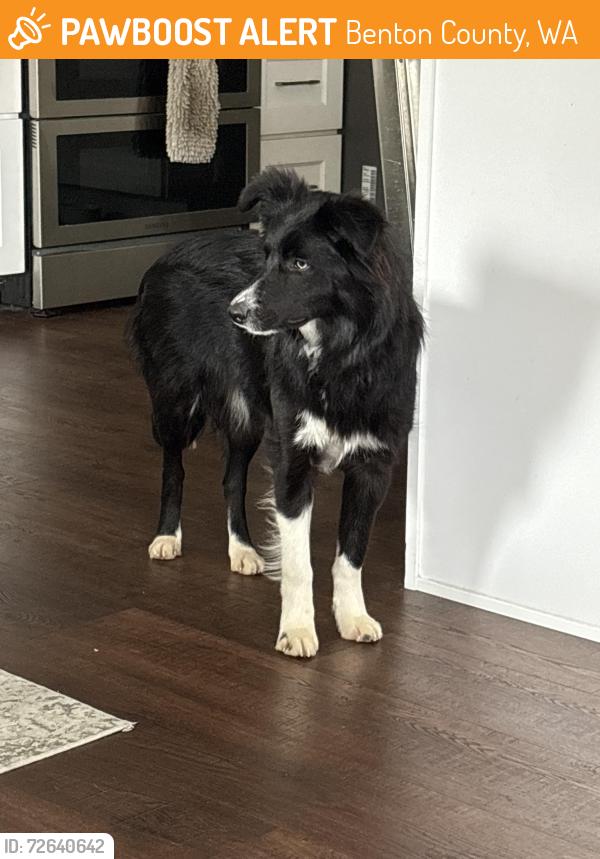 Found/Stray Female Dog last seen Hanks Rd Prosser, Benton County, WA 99350