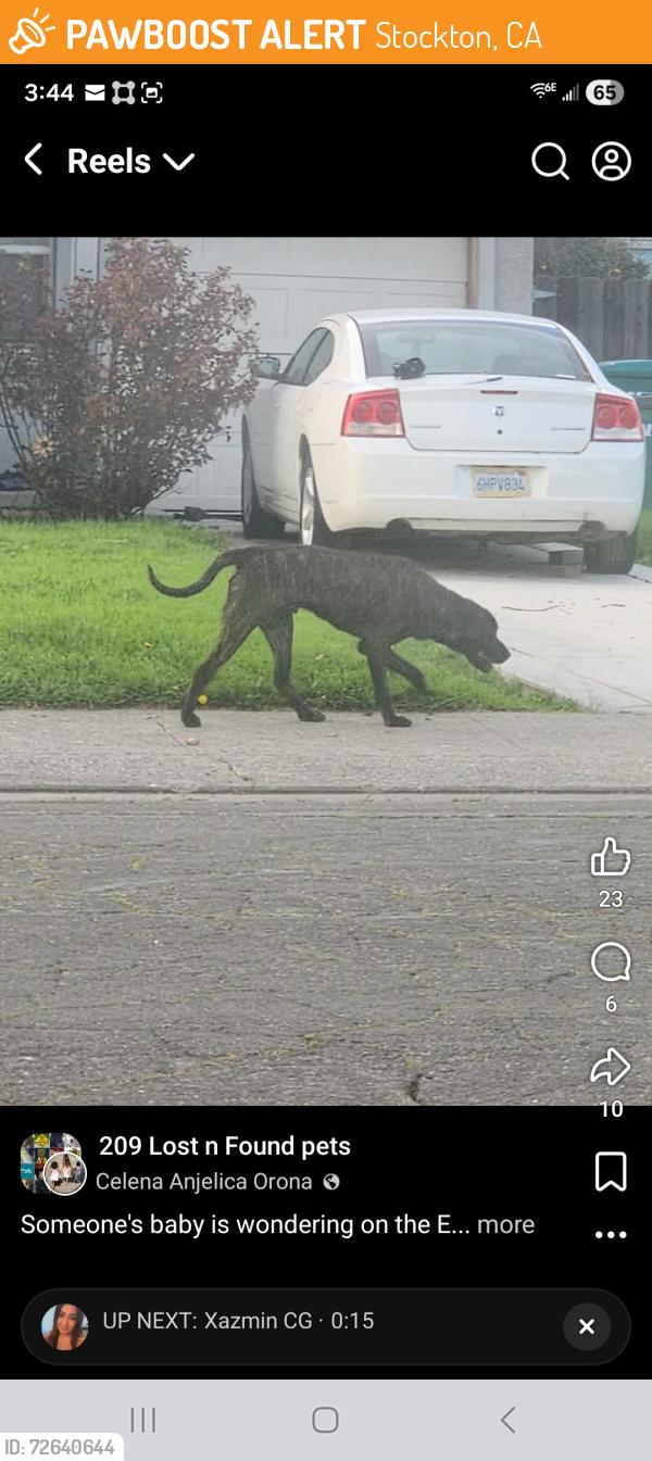 Found/Stray Male Dog last seen Filbert Street , Stockton, CA 95205
