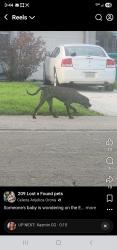 Found/Stray Male Dog last seen Filbert Street , Stockton, CA 95205