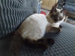 Lost Male Cat last seen Huntington Dr Panama City FL , Panama City, FL 32401