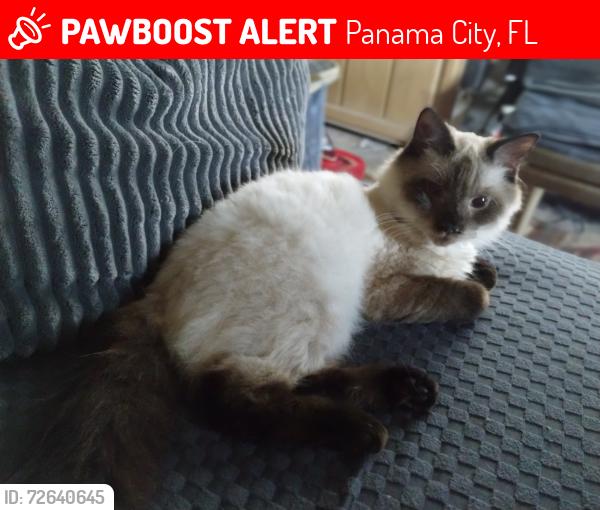 Lost Male Cat last seen Huntington Dr Panama City FL , Panama City, FL 32401