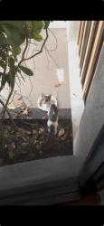 Found/Stray Unknown Cat last seen Sw 117 Ave and SW 104 st, Kendall, FL 33186