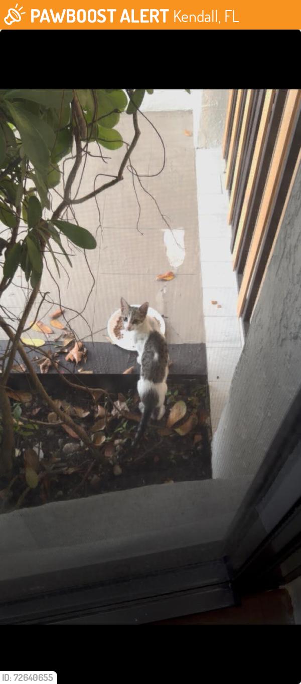 Found/Stray Unknown Cat last seen Sw 117 Ave and SW 104 st, Kendall, FL 33186