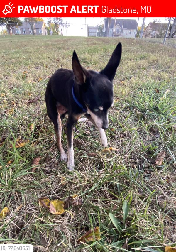 Lost Male Dog last seen 67th and n Wyandotte streeet , Gladstone, MO 64118