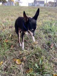 Lost Male Dog last seen 67th and n Wyandotte streeet , Gladstone, MO 64118