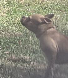 Found/Stray Female Dog last seen Todd St Sparta St NW, Concord, NC 28025
