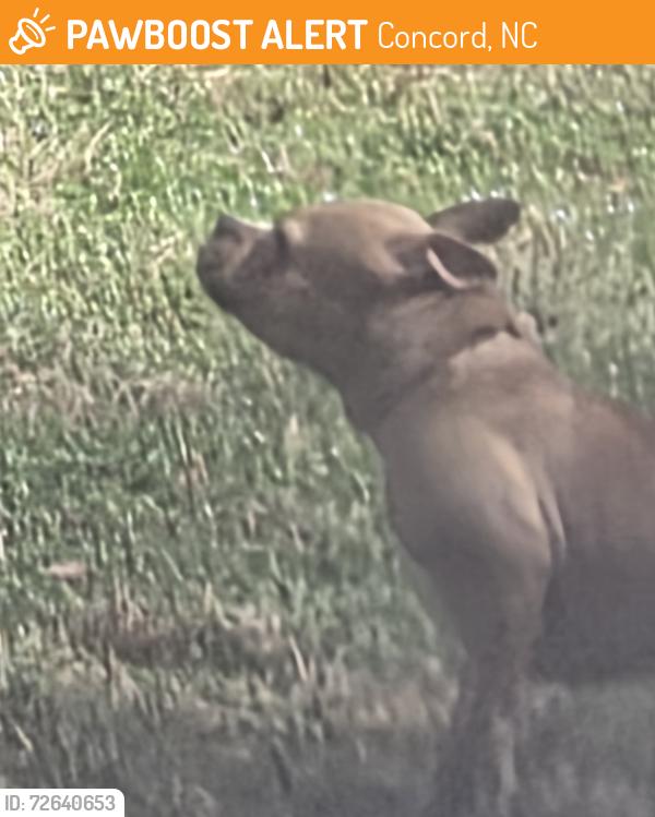Found/Stray Female Dog last seen Todd St Sparta St NW, Concord, NC 28025