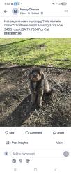 Lost Male Dog last seen Eden, San Antonio, TX 78247