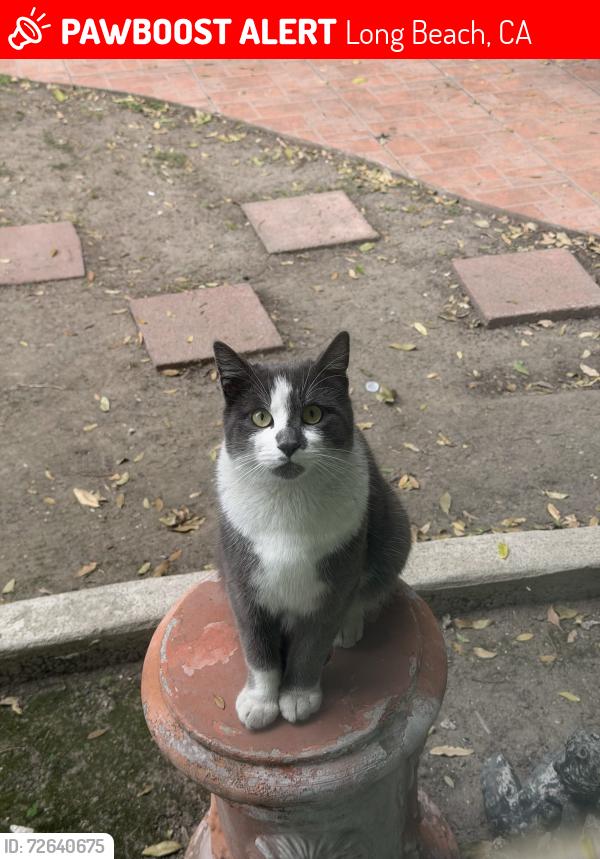 Lost Male Cat last seen Cherry & Del Amo, Long Beach, CA 90805